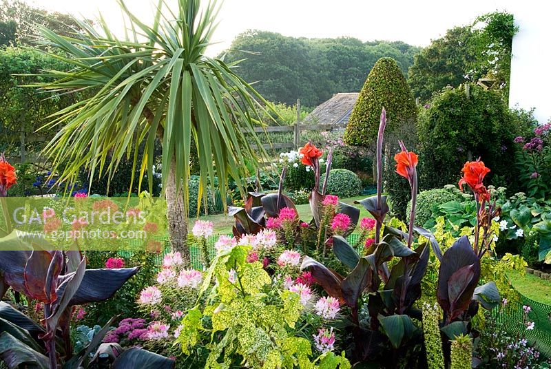 Island bed in the front garden is full of colourful exotics including a tall Cordyline, purple leaved Cannas, pink Cleomes, Eucomis and variegated Abutilon pictum 'Thompsonii' - Isle of Wight, UK
