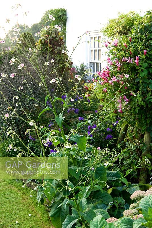Border around the house includes Sedums, pink Clematis and tall, airy Nicotiana mutabillis - Isle of Wight, UK
