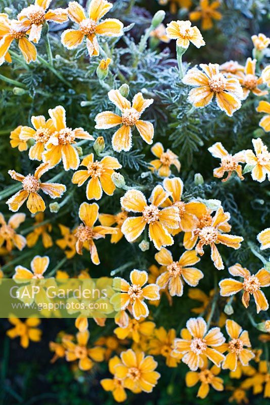 Tagetes tenuifolia 'Tessy Gold' with frost
