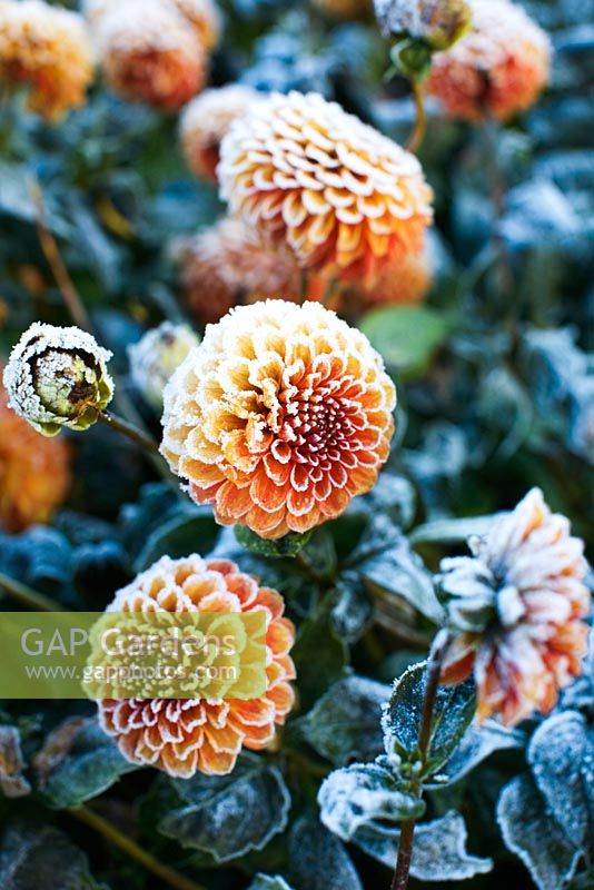 Dahlia 'Jescot Lingold' with frost
