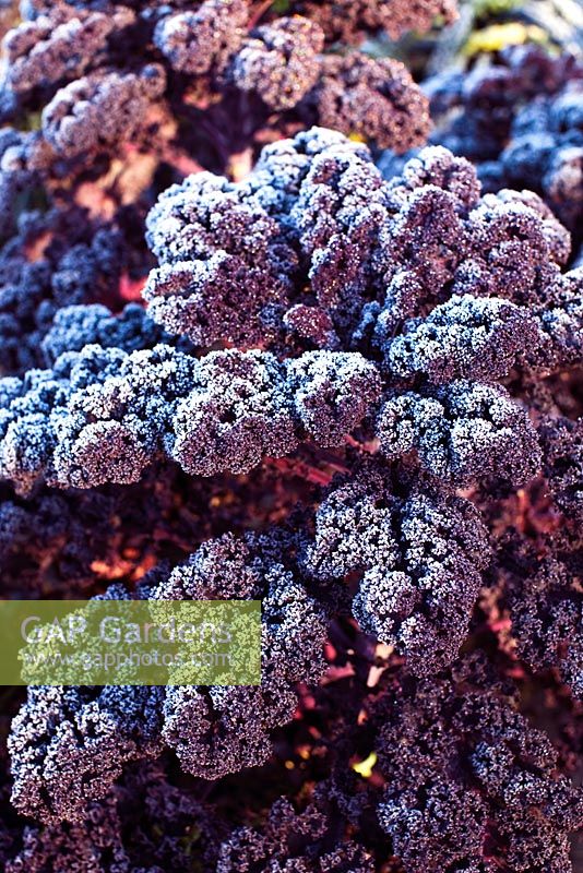 Brassica oleracea 'Redbor' - Kale in frost