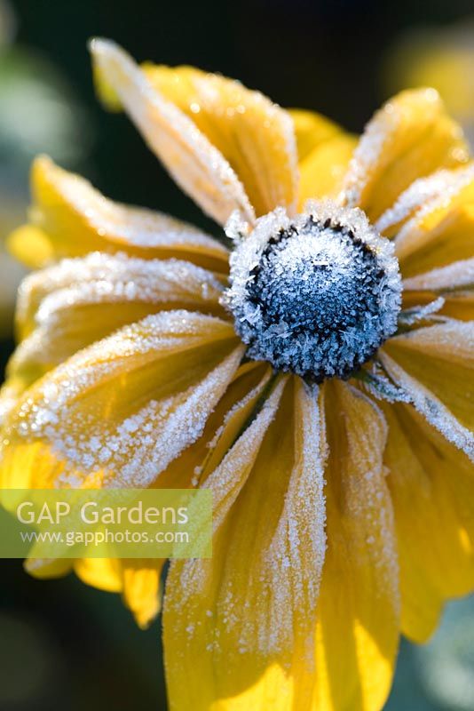 Rudbeckia hirta 'Indian Summer' with frost
