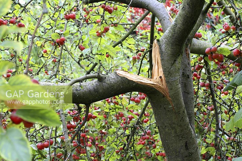 Malus - Crab apple tree with split branch caused by a combination of heavy fruit and strong winds