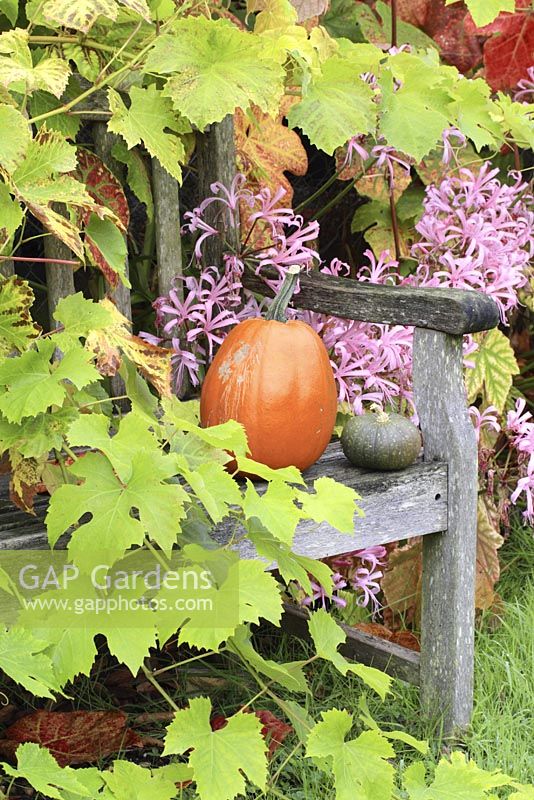 Pumpkin and squash on a rustic wooden bench, against a backdrop of Nerines and Vitis foliage in October