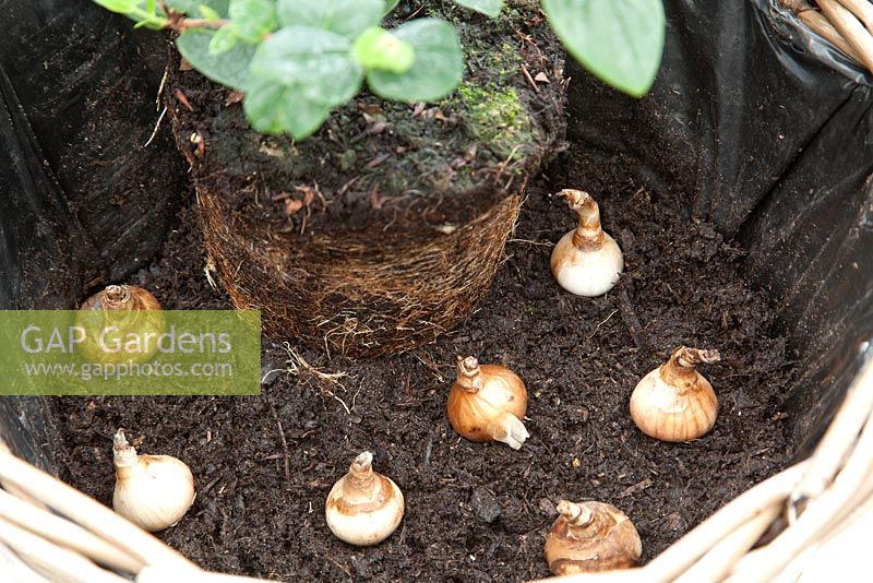 Planting up a large wicker basket. Place a few Daffodil bulbs on the compost around the Hypericum root ball. Plant them with the pointed tip at the top, and the flat base at the bottom. Then cover them with some compost.