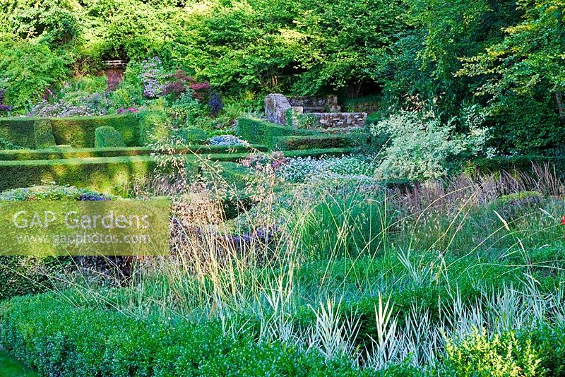 View across the Grasses Parterre with Phalaris 'Feesey' and Stipa gigantea, and Hedge Garden to the ruin and wood. Box hedge in foreground. Yew Hedges - Veddw House Garden, August. 
