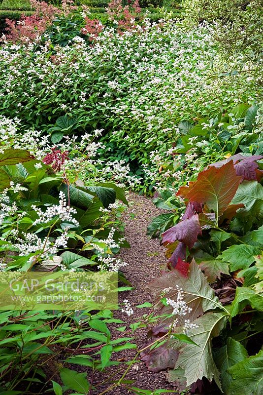 The Addison Garden - Persicaria campanulata 'Alba Group' with Rodgersia - Veddw House Garden, August. 