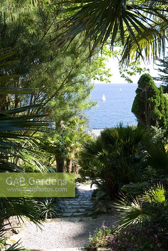 Palm tree lined pathway with coastal views 