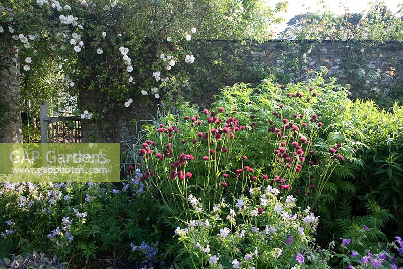 Walled country garden with rambling rose archway over gate 