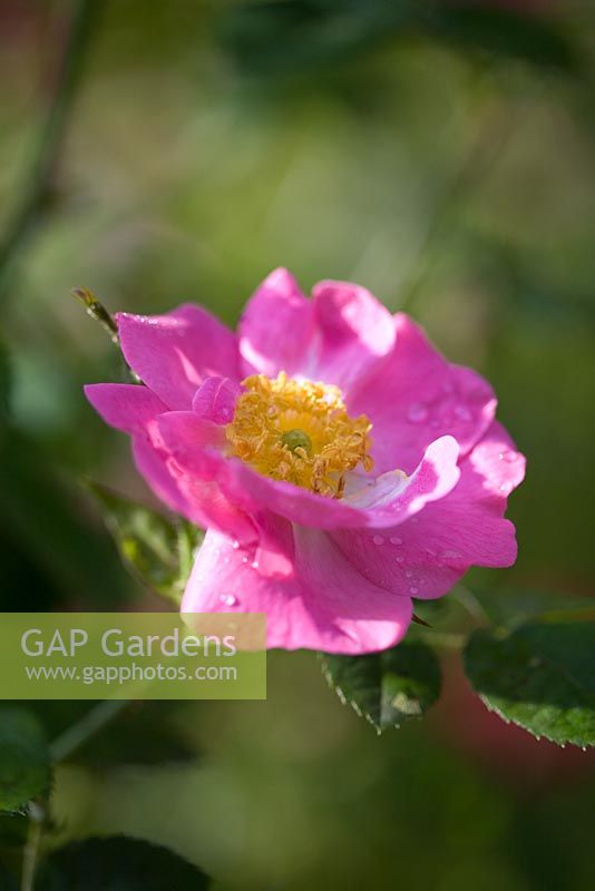 Rosa rubiginosa Eglantine - sweetbriar rose 