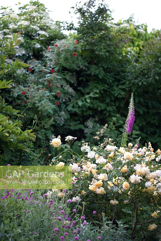 Foxgloves and roses in mixed summer border 