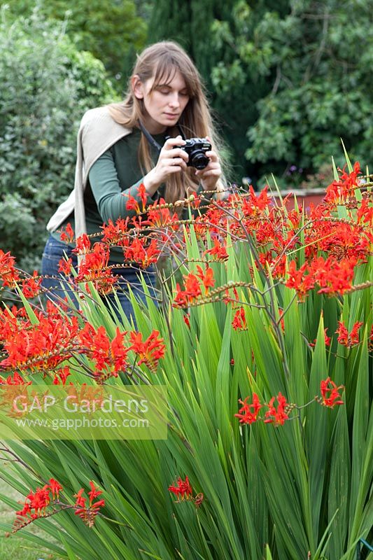 Woman visiting garden taking photograph or Crocosmia 