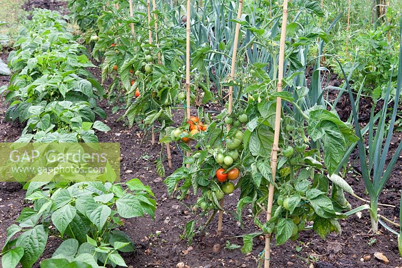 Vegetable plot with tomato 'Outdoor Girl' french beans 'Hilton' and leeks 'Oarsman'