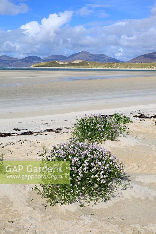 Cakile Maritima - Sea Rocket, growing on the beach at Horgabost, Isle of Harris, Outer Hebrides with views across the Isle Taransay
