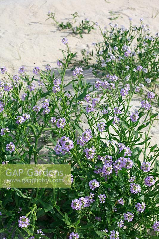 Cakile Maritima - Sea Rocket, growing on the beach at Horgabost, Isle of Harris, Outer Hebrides