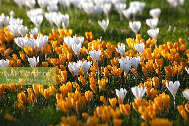 Yellow and white Crocus on a meadow
