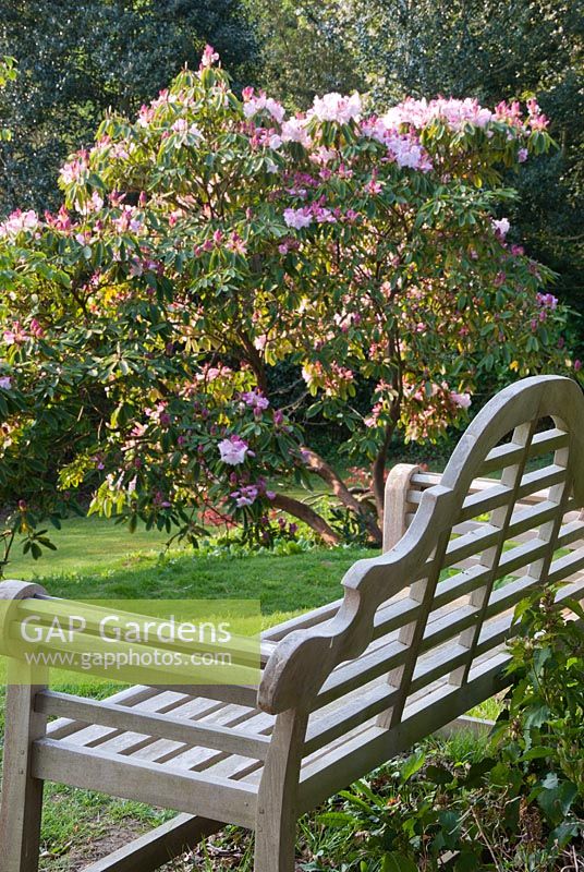 Wooden bench next to old Rhododendron 