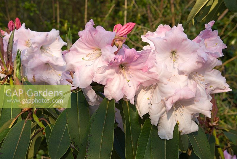 Old pink Rhododendron 