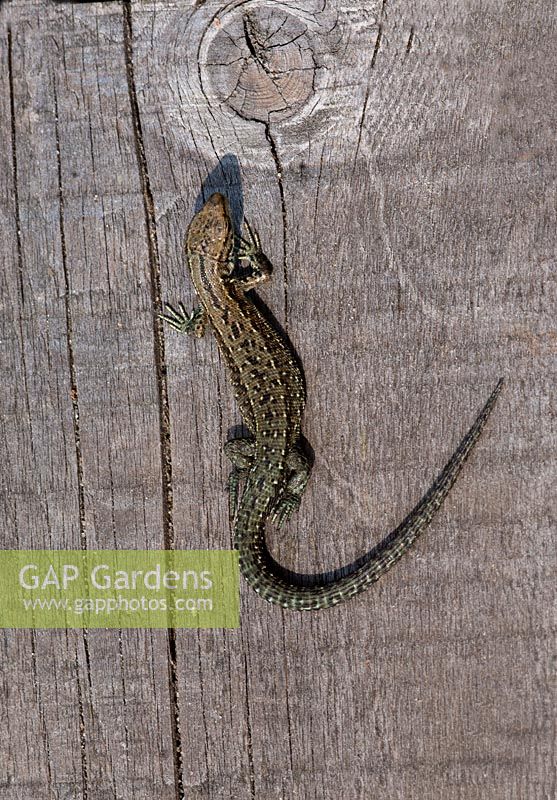 lacerta vivipara - common lizard basking on wooden boardwalk