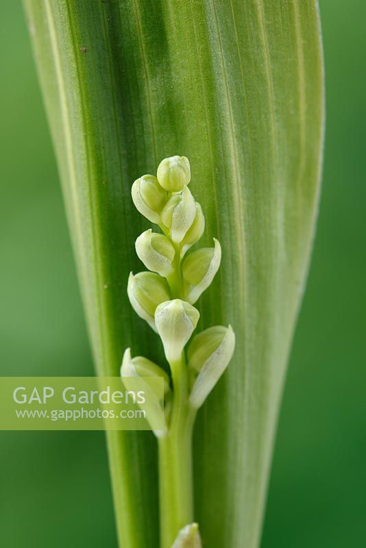 Convallaria majalis 'Variegata' - Lily of the Valley, first leaves and buds appearing on young plant, April
