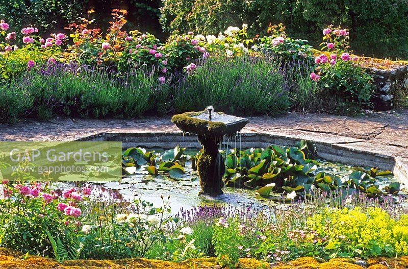 Octagonal pool with fountain surrounded by Rosa 'Mary Rose', Alchemilla mollis and Lavender - High Glanau Manor, Monmouthshire, Wales 
 