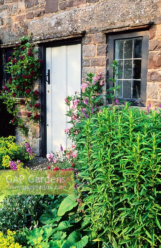 Cellar door with Rosa 'Bleu magenta' and 'Rural England'  - High Glanau Manor, Monmouthshire, Wales 