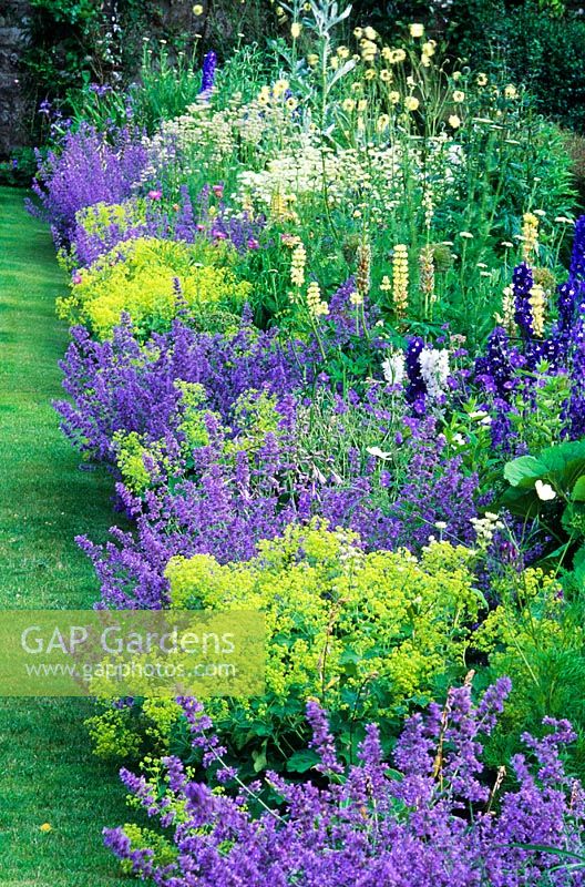 Section of double herbaceous borders - Nepeta 'Six Hills Giant', Alchemilla mollis, Astrantia major, Delphinium, Lupinus 'Russell Hybrids', Aconitum, Hostas - High Glanau Manor, Monmouthshire, Wales 
