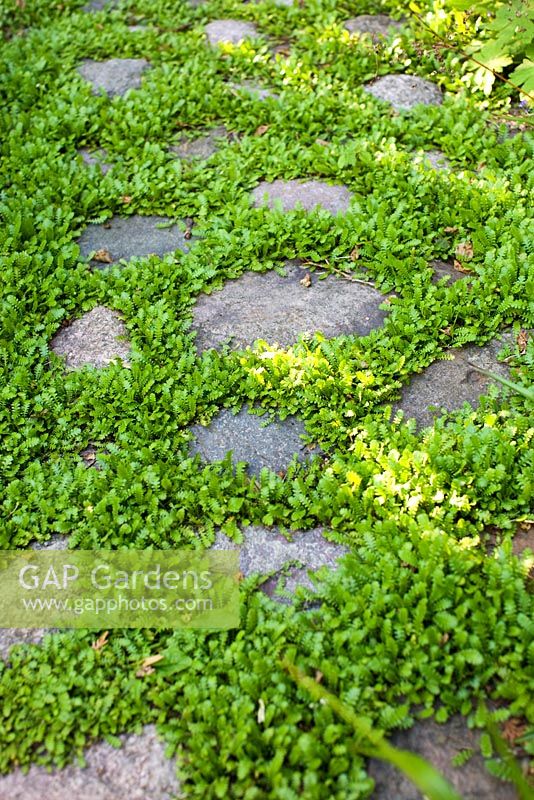 Cobbled stone path with Leptinella squalida
