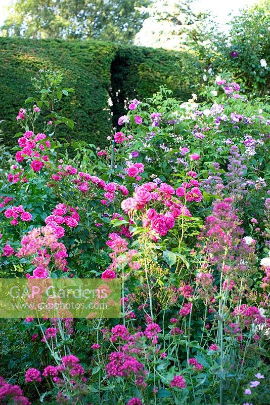 Geranium 'Patricia', Rosa 'Fritz Nobis', Rosa 'Elmshorn', Centranthus Ruber, Geranium 'Endress', Taxus - Yew hedge with gateway
