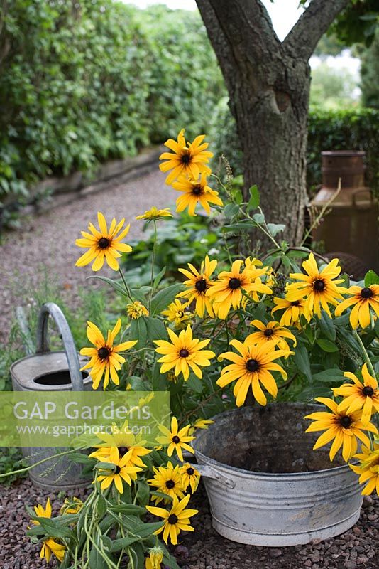Rudbeckia, metal watering can and container in work area of garden