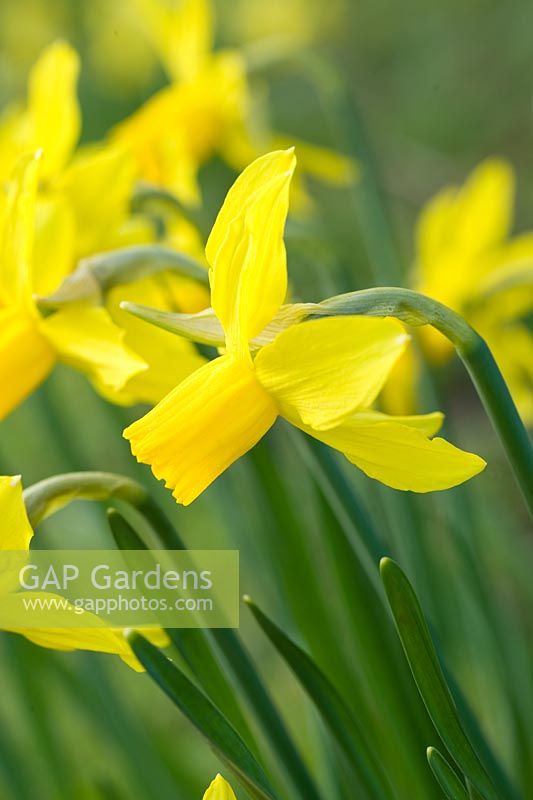 Narcissus 'Little Witch'