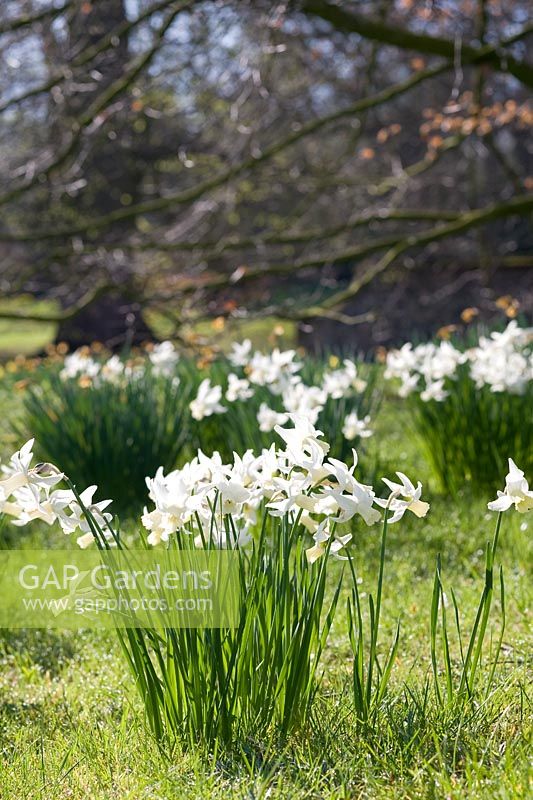 Narcissus 'Jenny' naturalised in grass