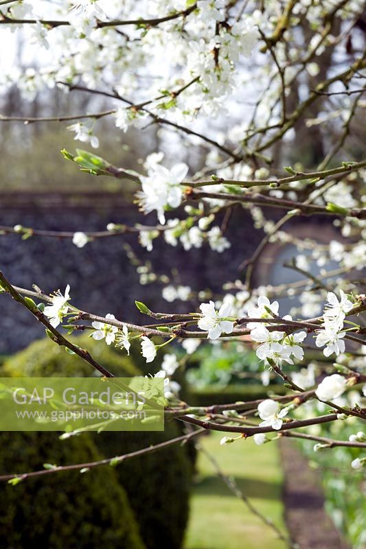 Prunus intersitia - Damson tree -  Wretham Lodge, NGS Norfolk