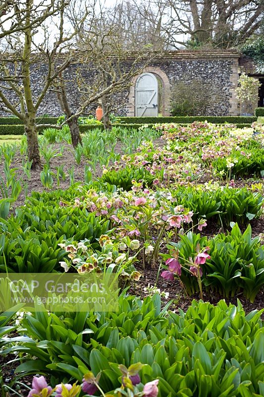 Spring borders with Helleborus - Wretham Lodge, NGS Norfolk