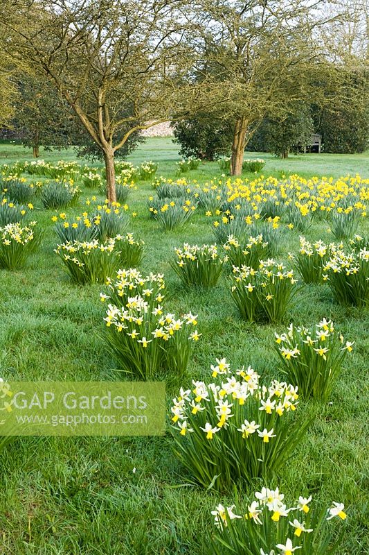 Narcissus 'Jack Snipe' and Narcissus obvallaris naturalised in orchard - Wretham Lodge, NGS Norfolk