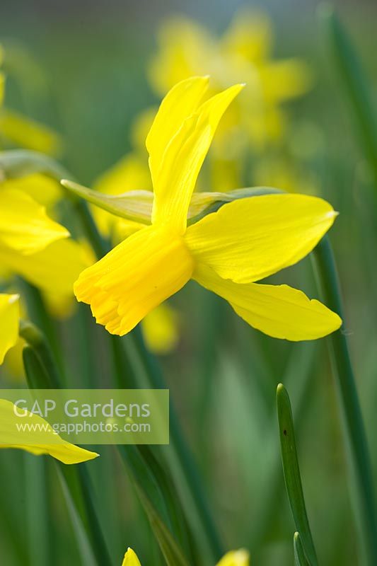 Narcissus 'Little Witch'