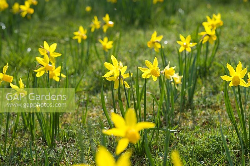 Narcissus 'Little Witch' naturalised in grass
