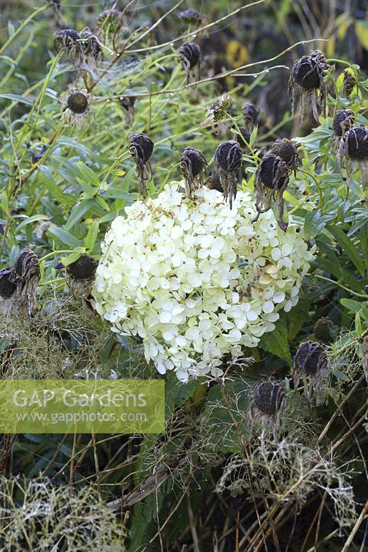 Hydrangea 'Annabelle' and Boltonia asteroides seedheads, October