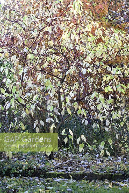 Cornus alba 'Aurea' - Red-barked Dogwood, October 