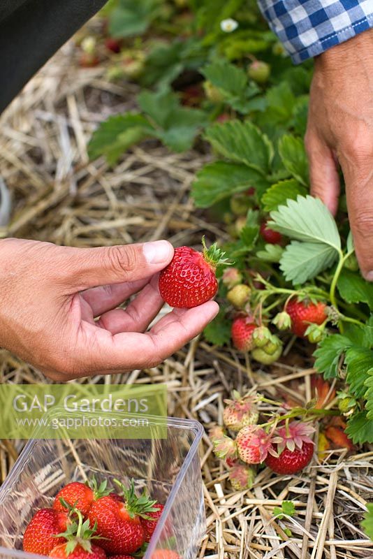 Man picking Strawberry 'Polka'. Ripening Strawberries mulched with straw