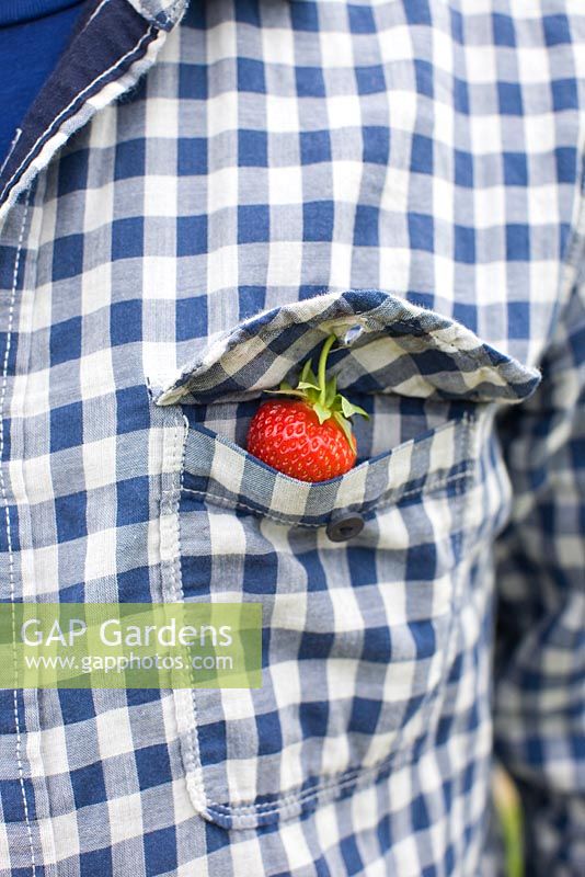 Man picking Strawberry 'Polka', with Strawberry in pocket