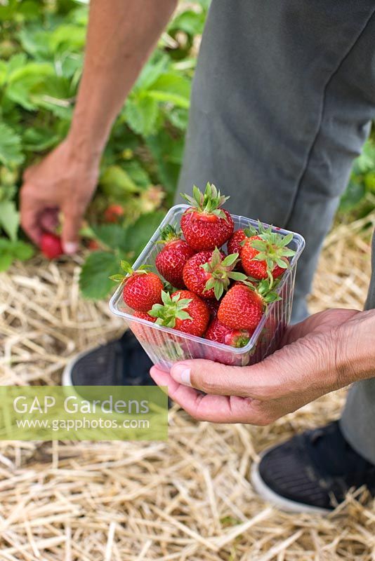 Man picking Strawberry 'Polka'. Ripening Strawberries mulched with straw
