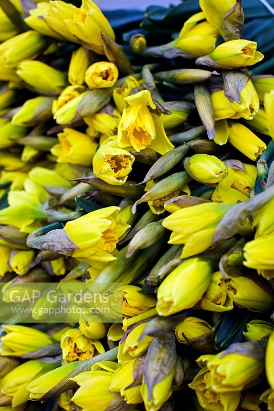 Bunches of Daffodil in bud