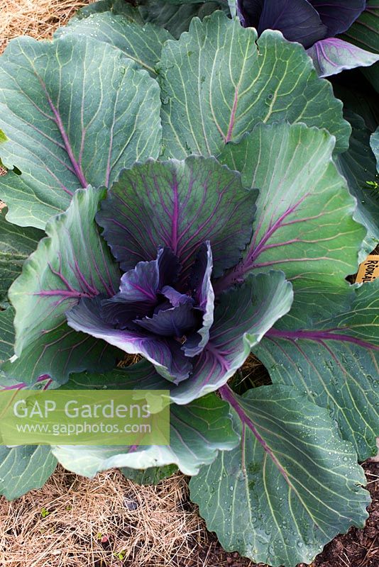 Brassica - Cabbage 'Red Express' mulched with straw