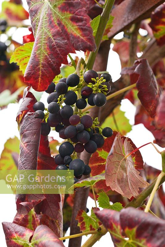 Vitis vinifera - Grape 'Queen of Esther'