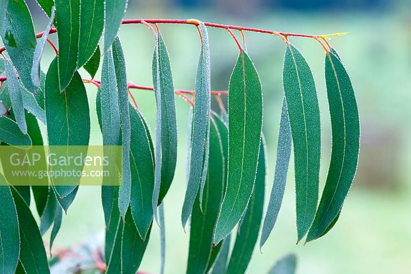 Eucalyptus perriniana - Spinning Gum
