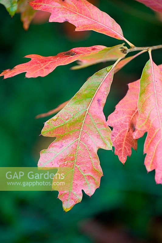 Quercus falcata - Spanish Oak leaf, Autumn