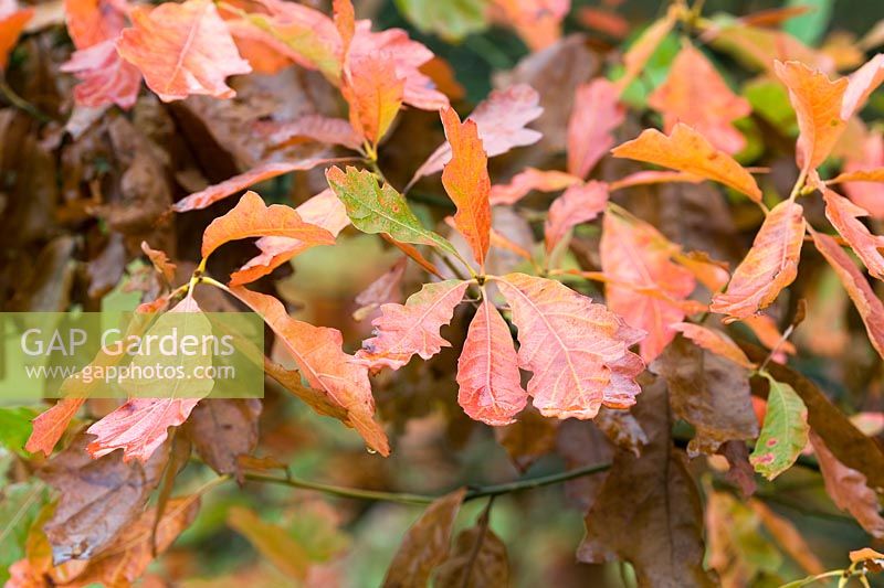 Quercus falcata - Spanish Oak, Autumn
