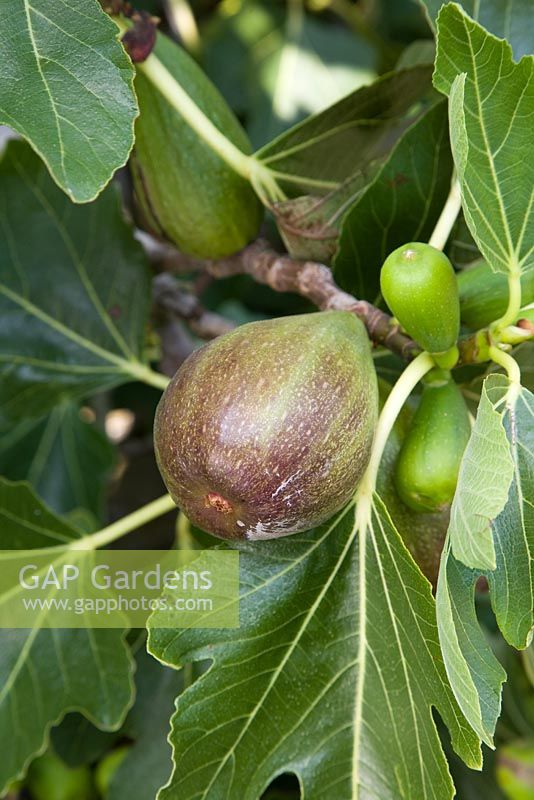 Ficus carica - Fig 'Brunswick'