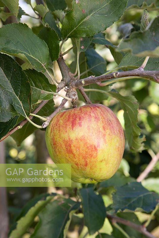 Malus domestica - Apple 'Flower of Kent'